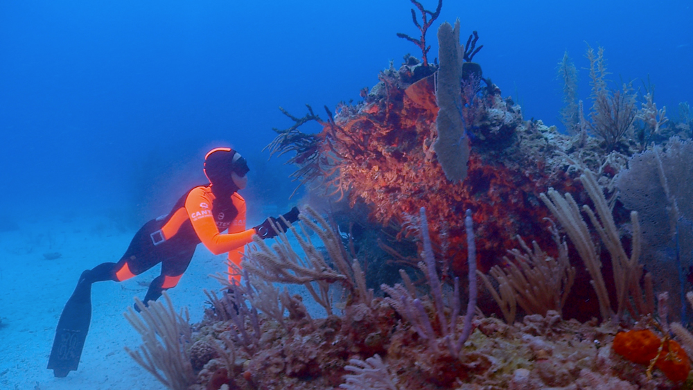 ReefGraded.jpg