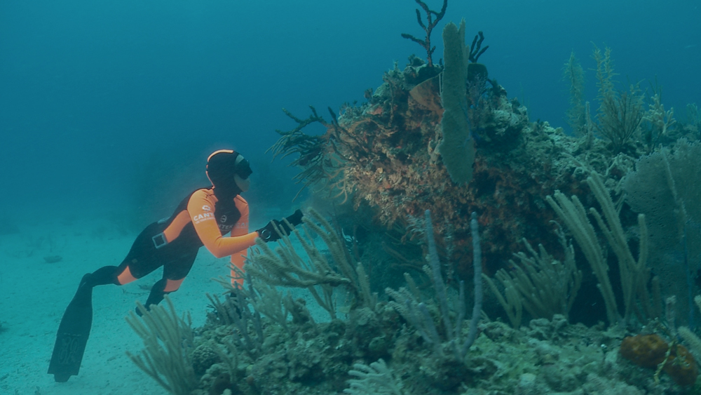 ReefNeutral.jpg